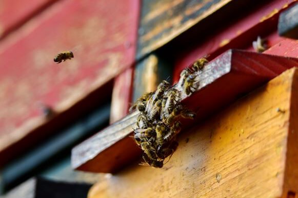 1. nagrada_Dejan Stanič_Zapuščeni čebelnjak_objava