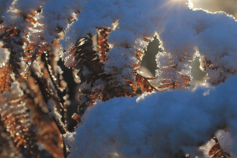 Krajevne-novice_februar-2021