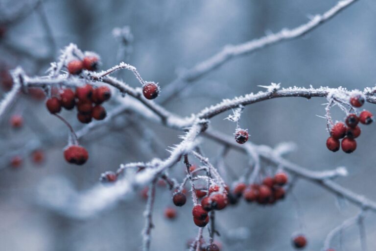 pexels-nadine-wuchenauer-1726779