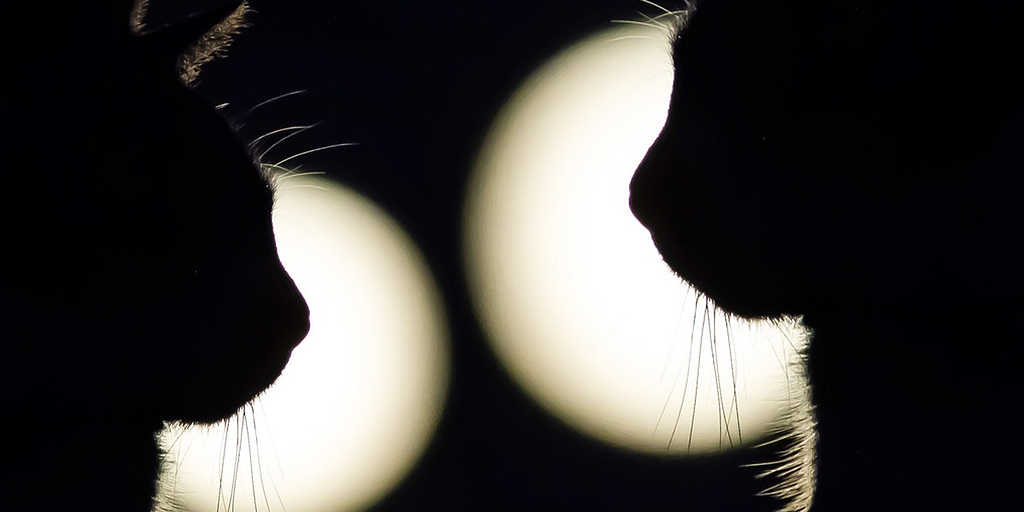 cats-4945658_1280