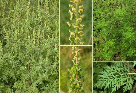 1626273539726_Slika 1 Ambrozija.jpg.png