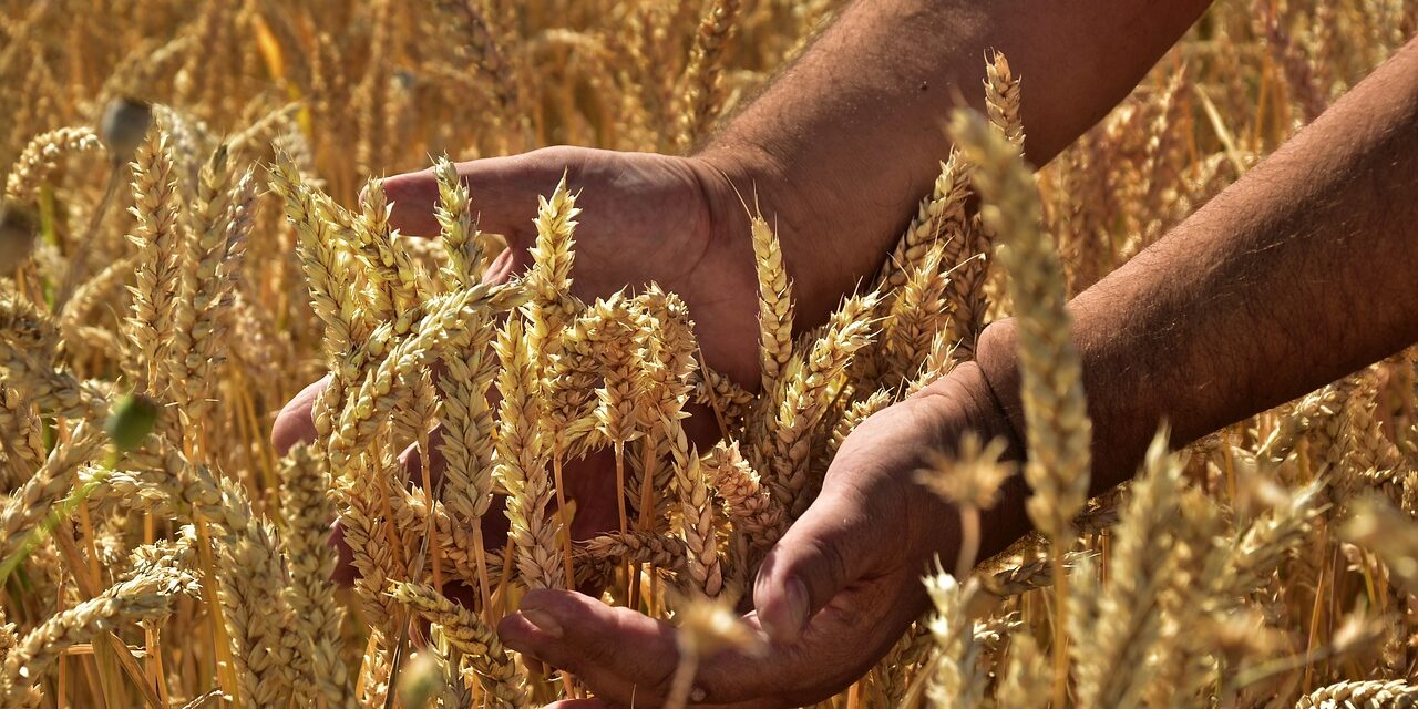 grain-4357683_1280