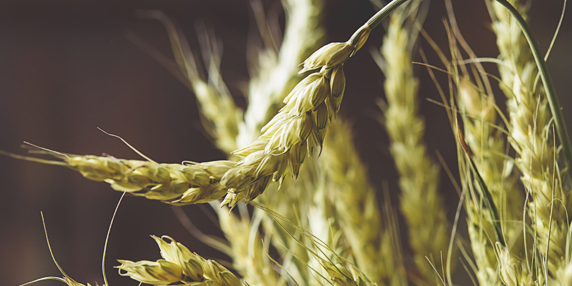 StockSnap_ZQ2BAG1PEM