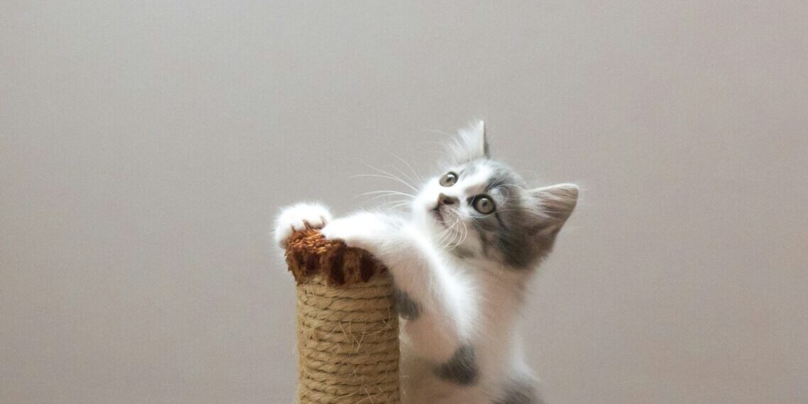 willian-justen-de-vasconcellos-1hBWrLIDSCc-unsplash