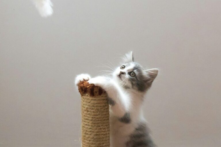 willian-justen-de-vasconcellos-1hBWrLIDSCc-unsplash