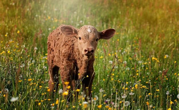 pexels-pixabay-34531